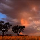 Kalahari Dream