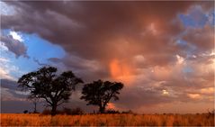 Kalahari Dream