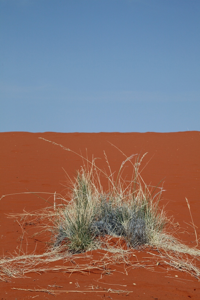 Kalahari Düne