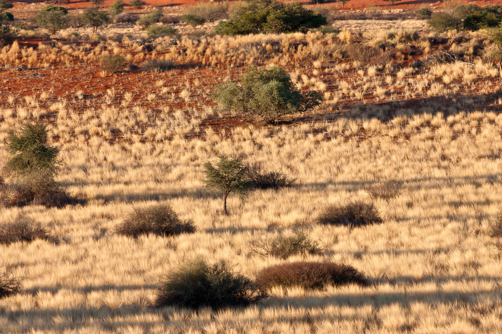 Kalahari