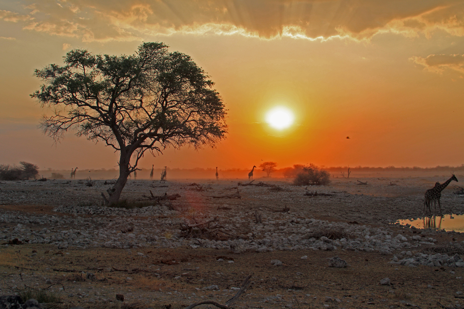 Kalahari - Etosha