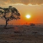 Kalahari - Etosha