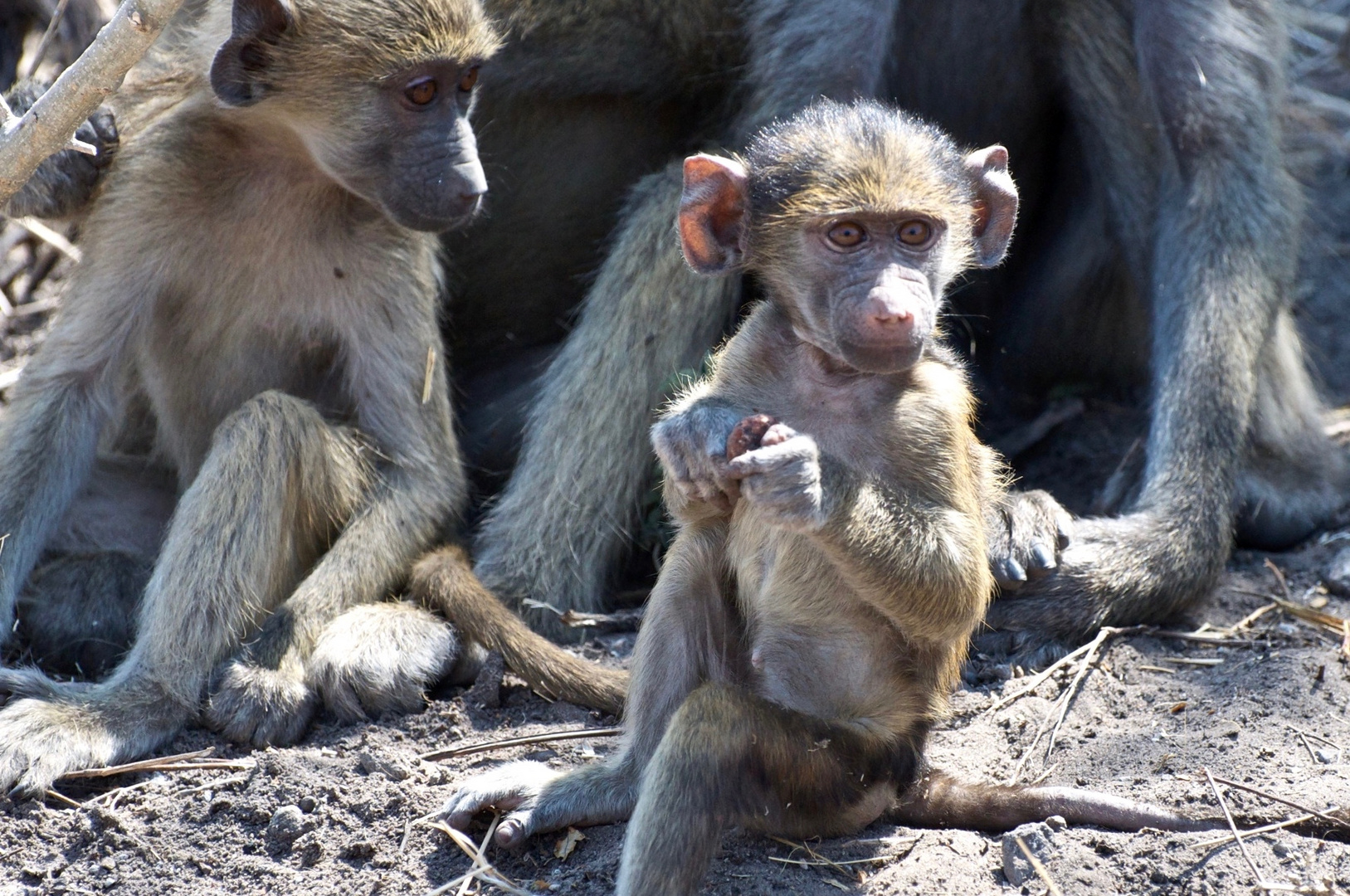 Kalahari Family Life 2