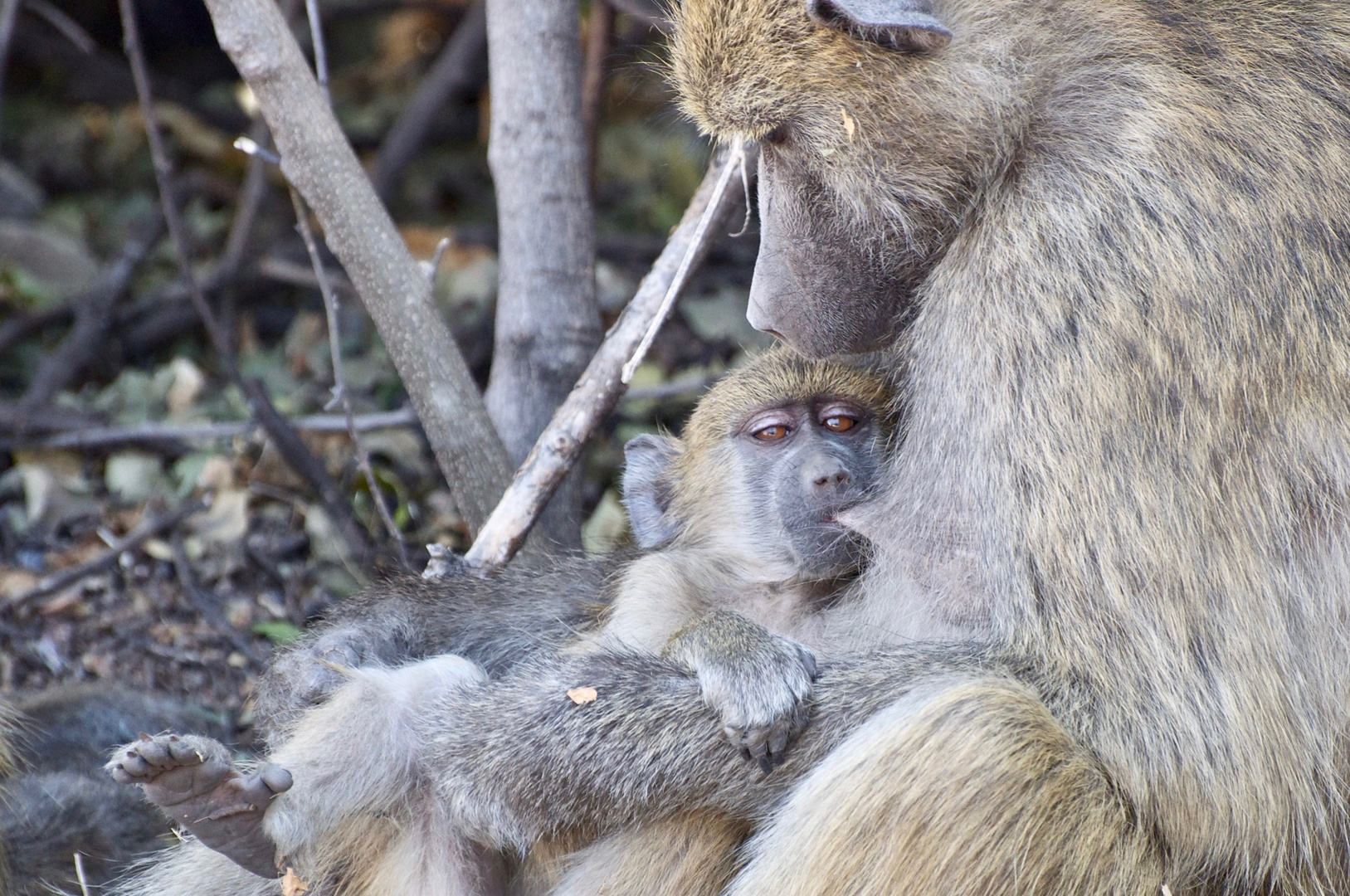 Kalahari Family Life 3