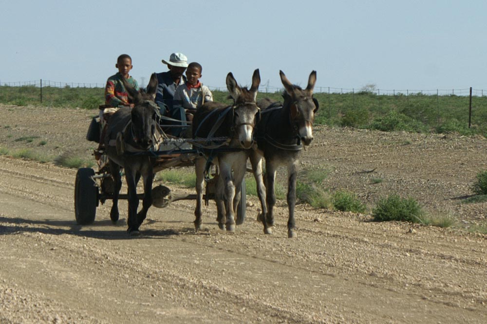 Kalahari-Ferrari ...