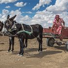 Kalahari Ferrari ...