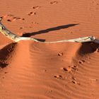 Kalahari: Fundsache
