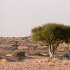 Kalahari I