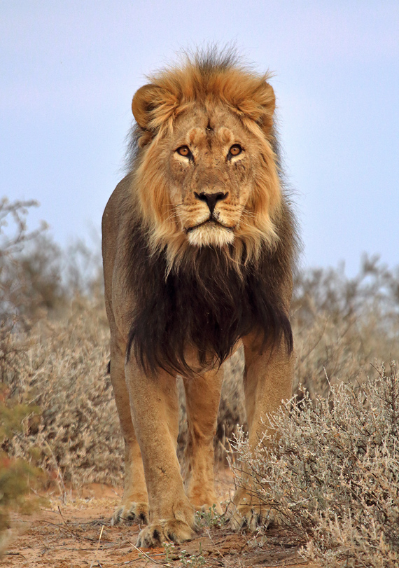 Kalahari King