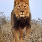 Kalahari King