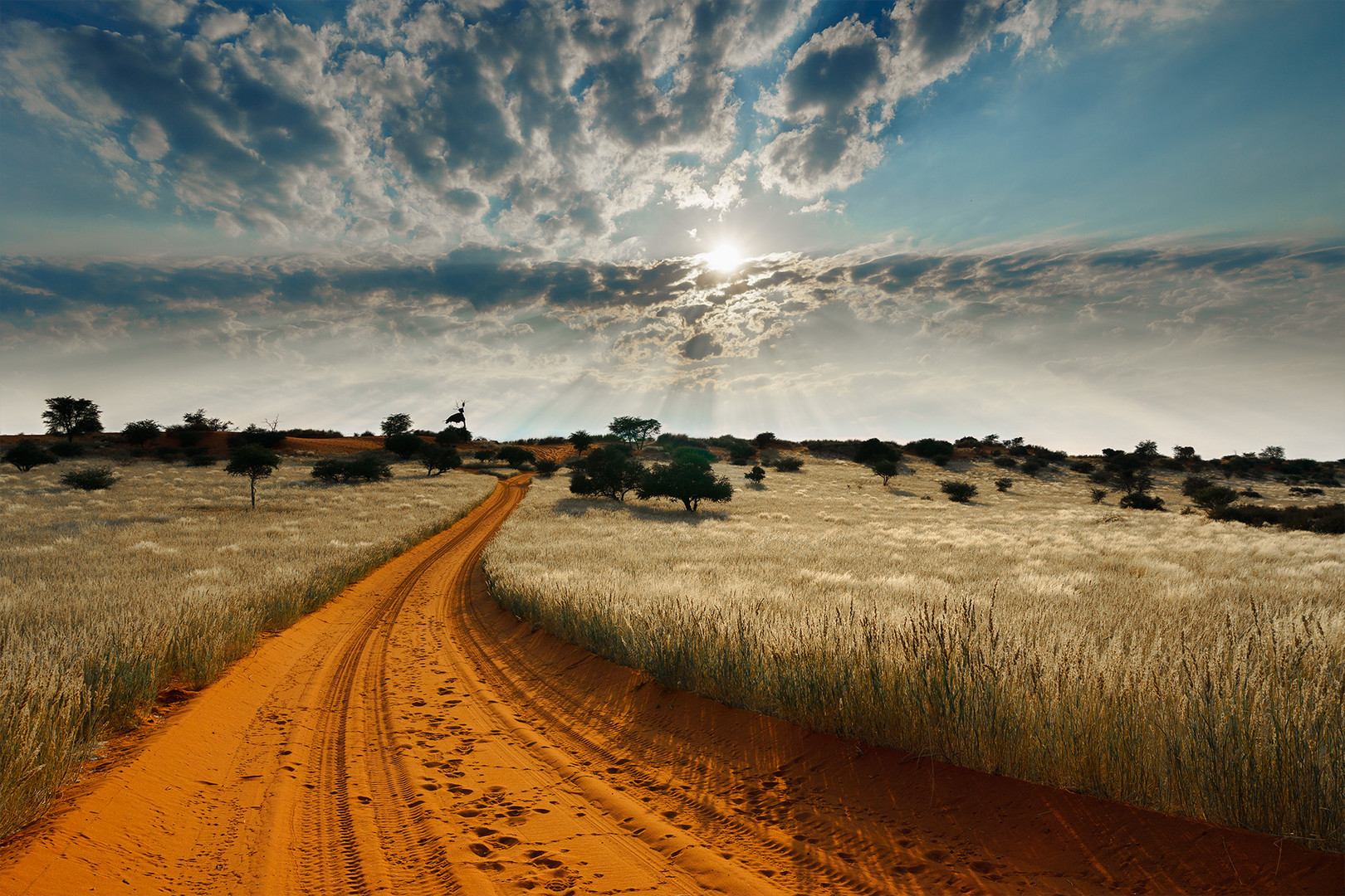 Kalahari-Landschaft 