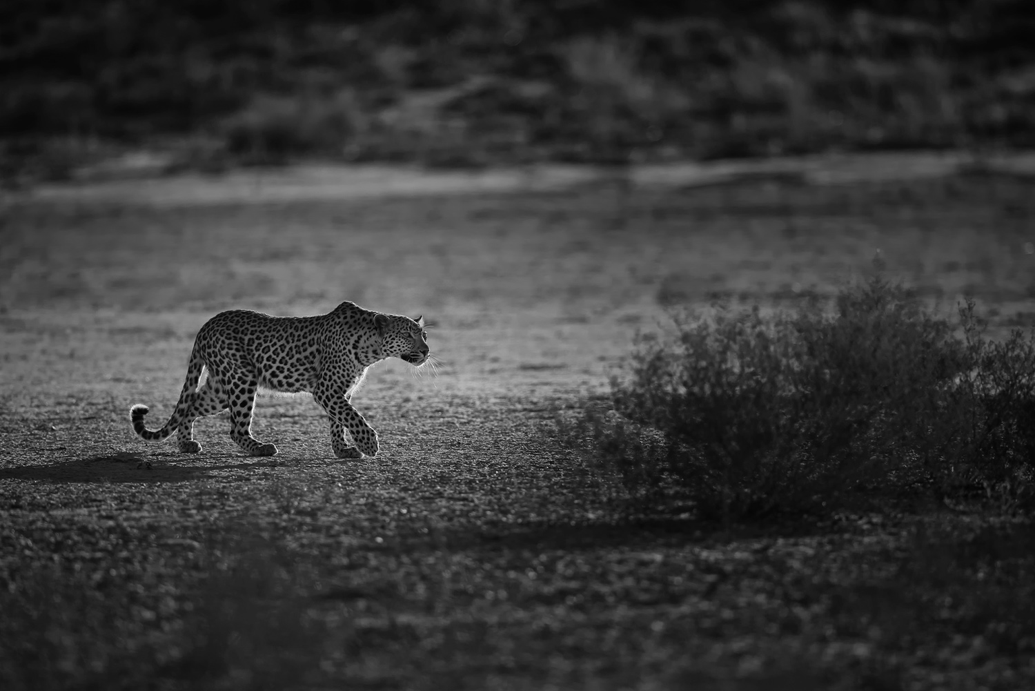 Kalahari Leopard.