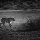 Kalahari Leopard.