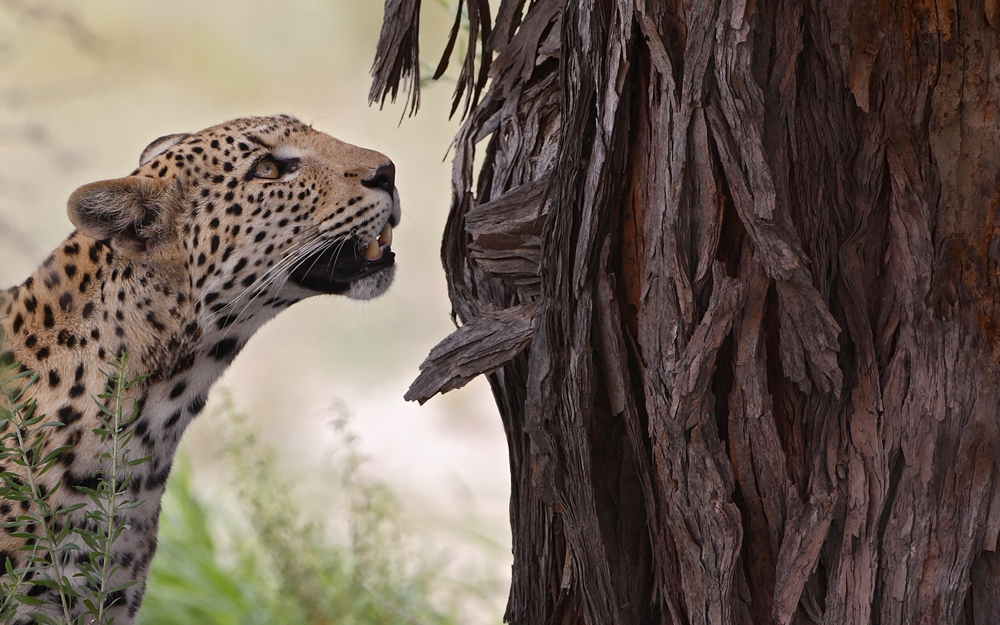 Kalahari Leopard...