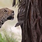 Kalahari Leopard...