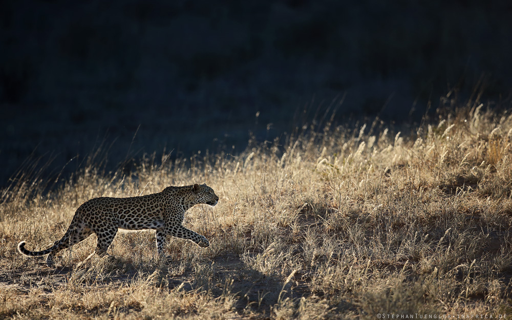 Kalahari Leopard