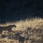 Kalahari Leopard