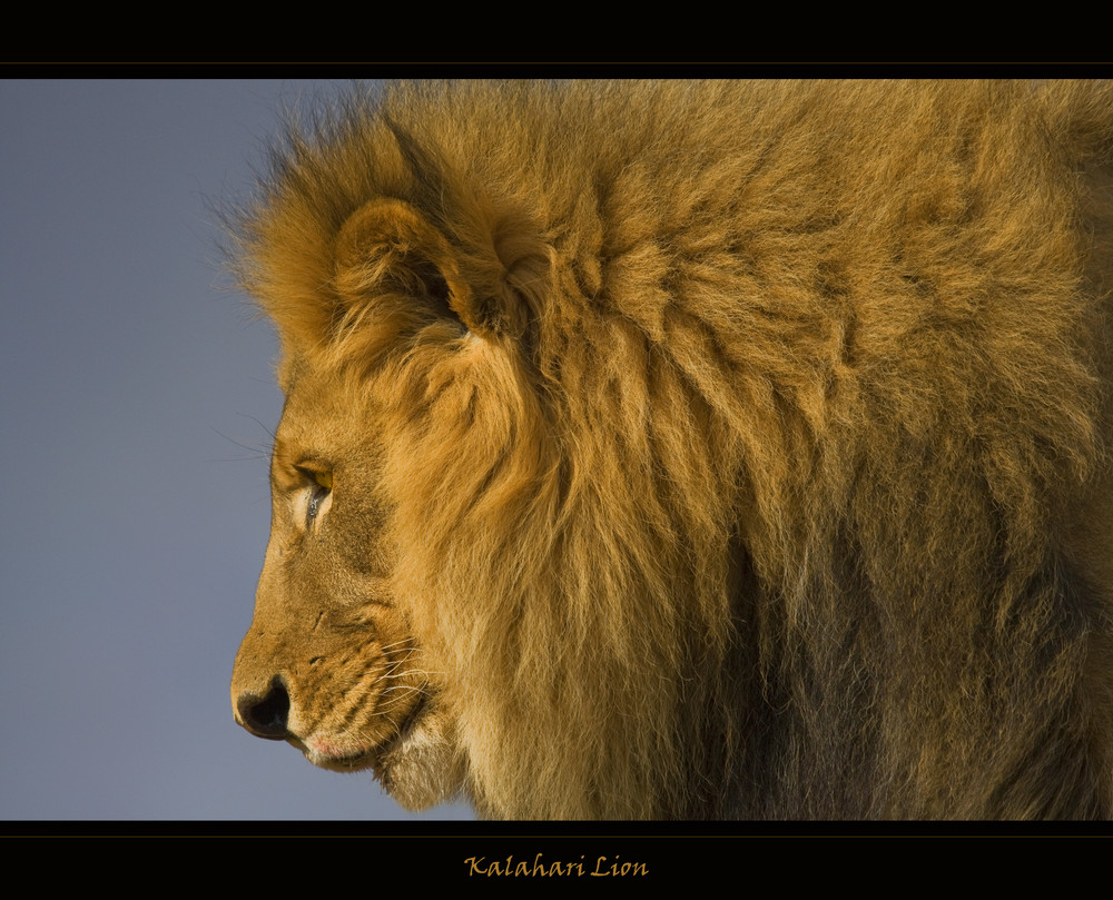 Kalahari Lion