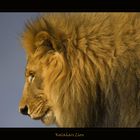 Kalahari Lion