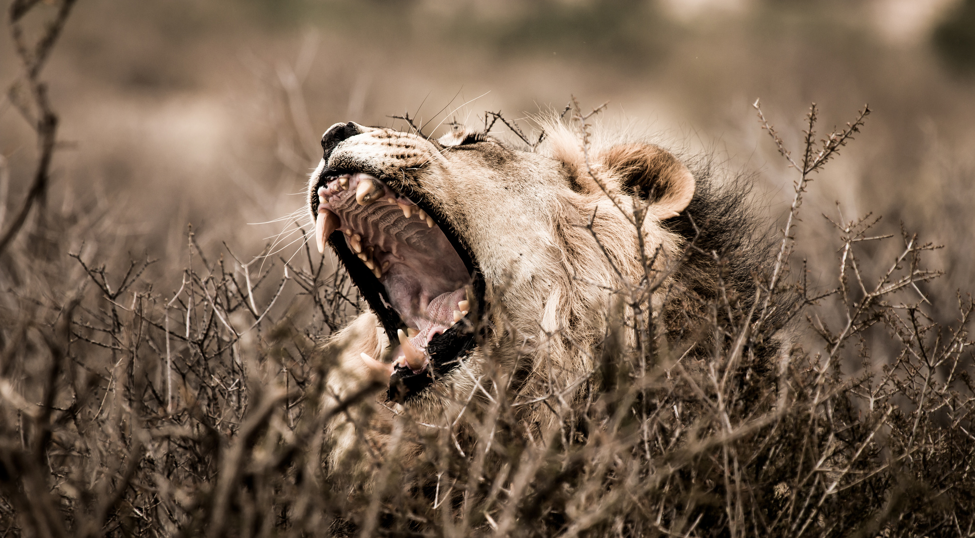 Kalahari Lion