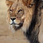 Kalahari lion