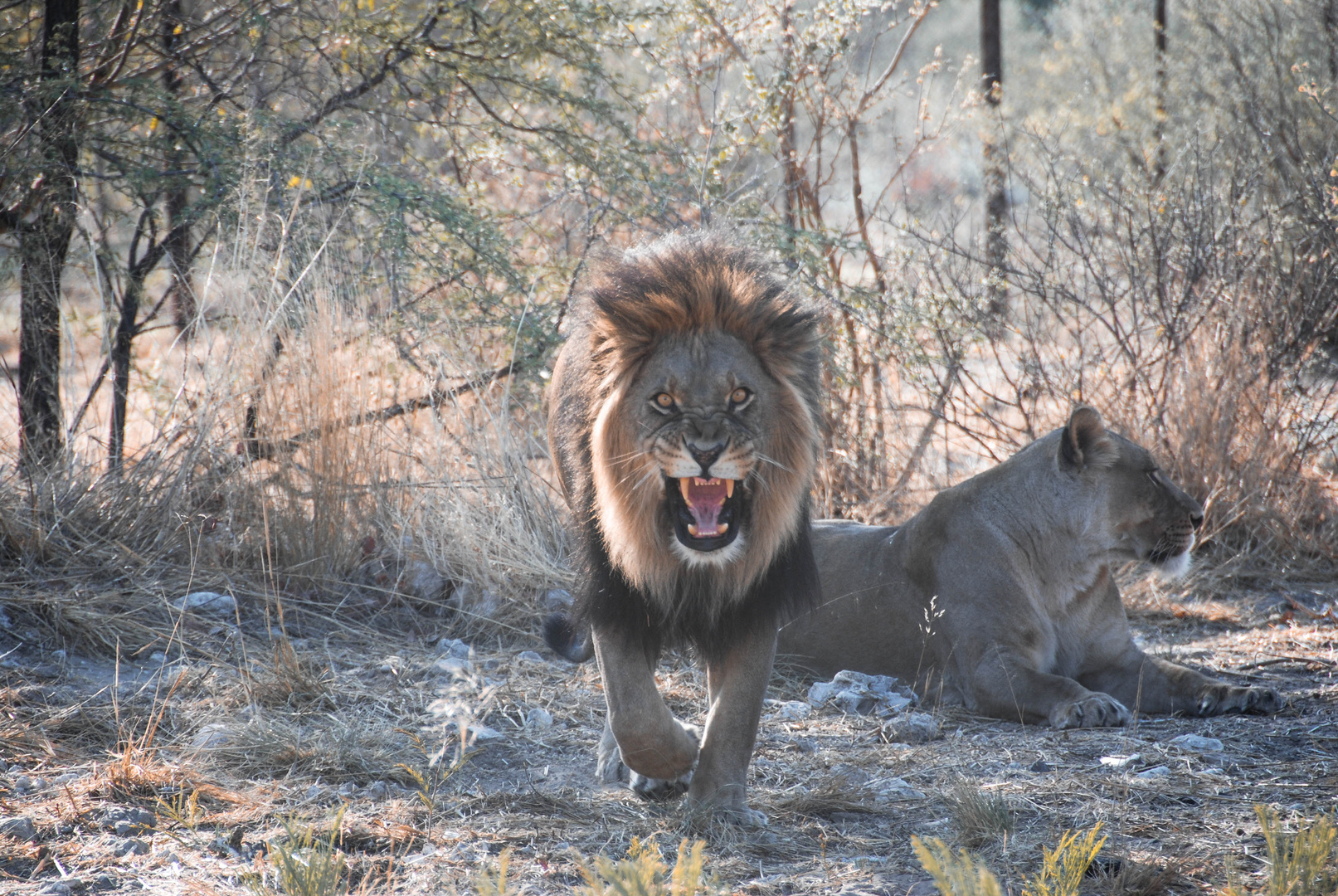 Kalahari Löwe