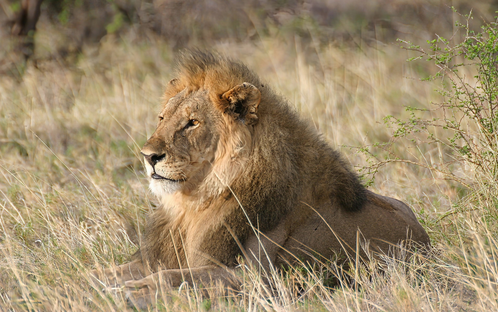 Kalahari Löwe