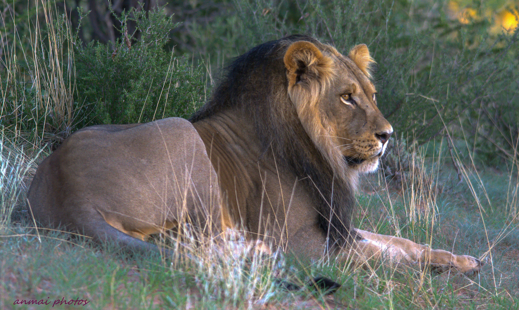 Kalahari Löwe.