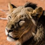 Kalahari -Löwe