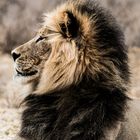 Kalahari Löwe im Profil