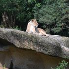 Kalahari-Löwe im Zoo Basel