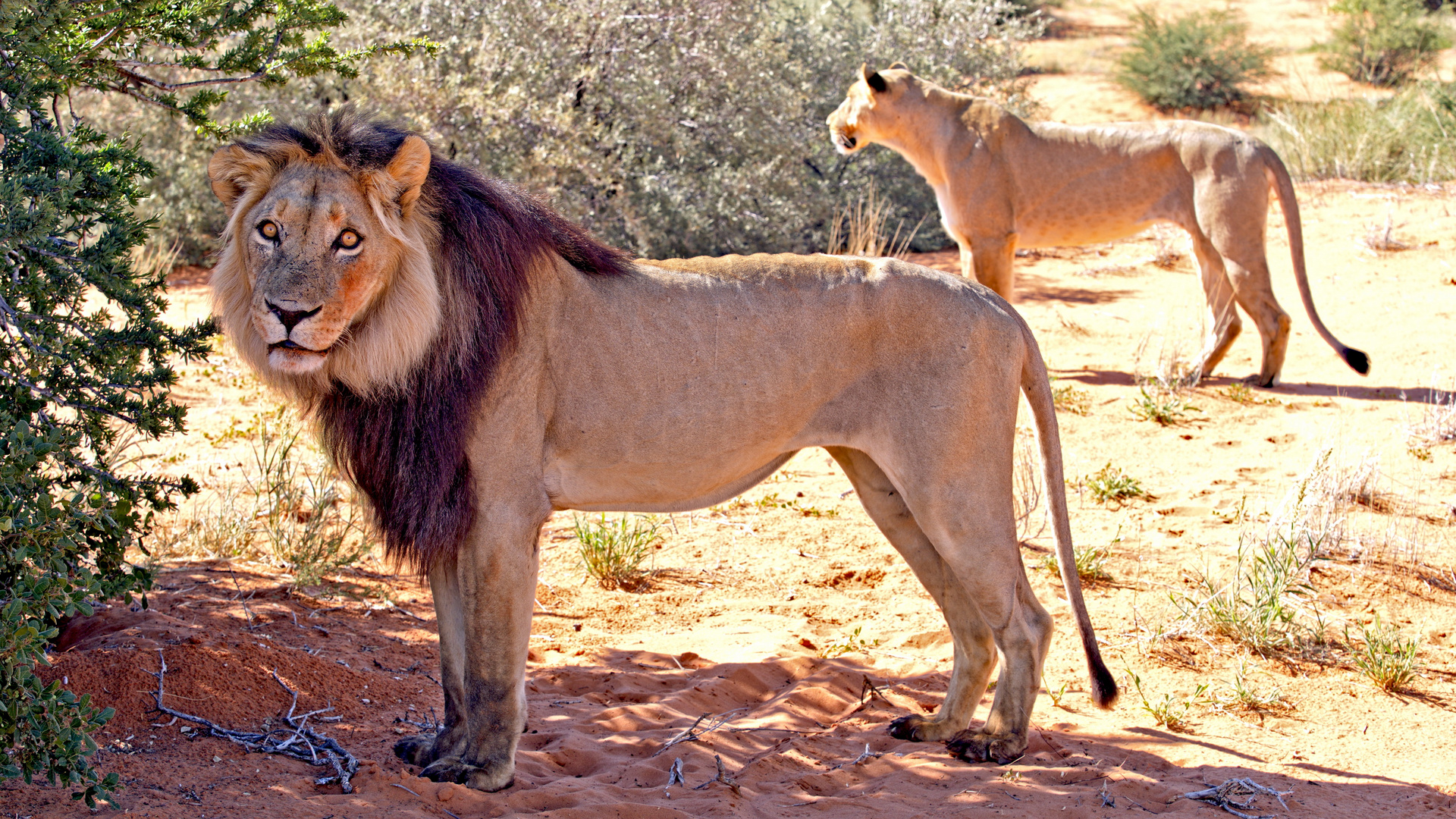 Kalahari Löwen