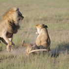 Kalahari Löwen