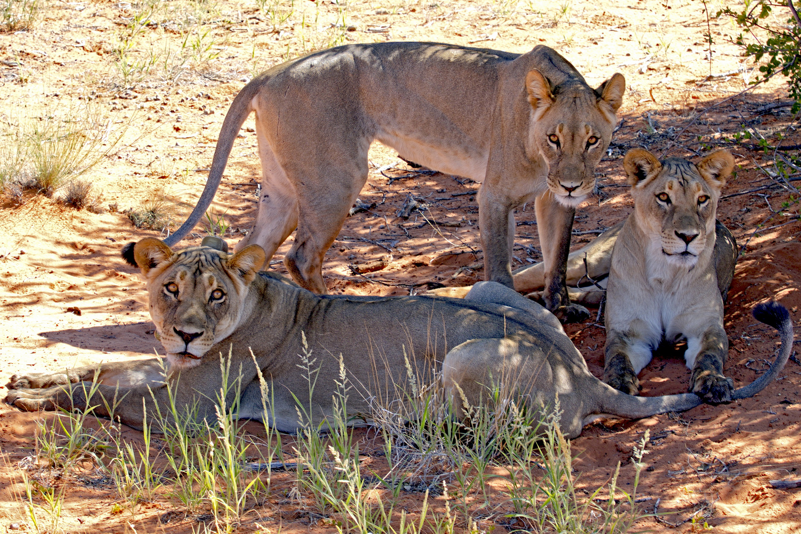 Kalahari Löwen - Namibia 2021.