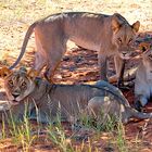 Kalahari Löwen - Namibia 2021.