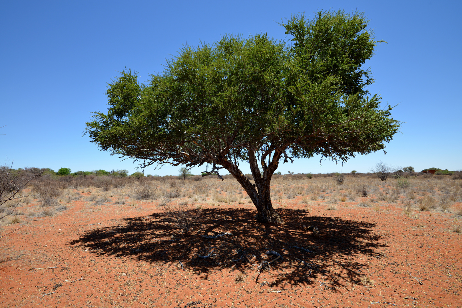 Kalahari: Mittagsschatten