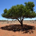 Kalahari: Mittagsschatten