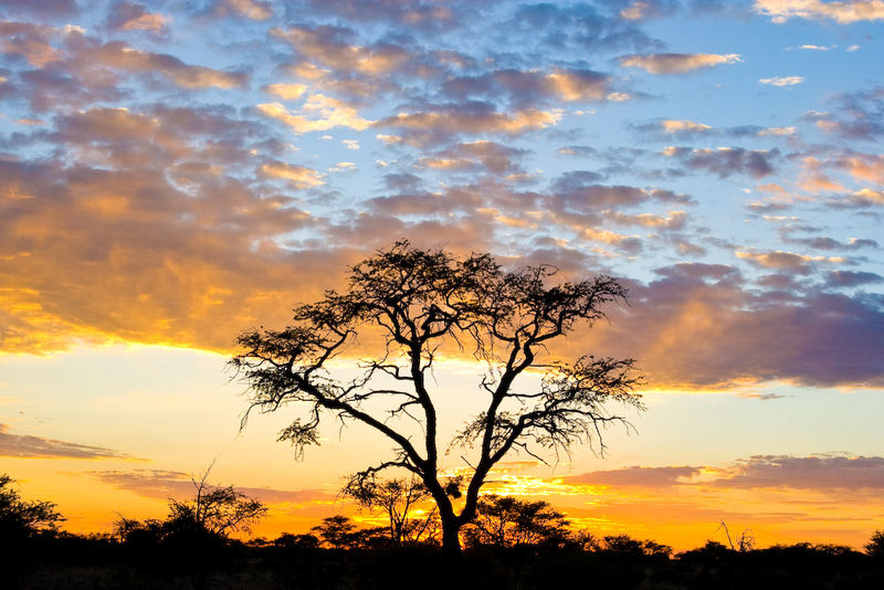 Kalahari Morgen