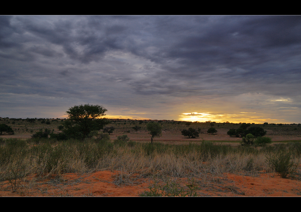 Kalahari Morgen
