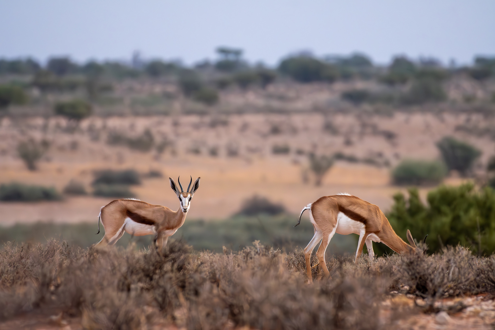 Kalahari, Namibia