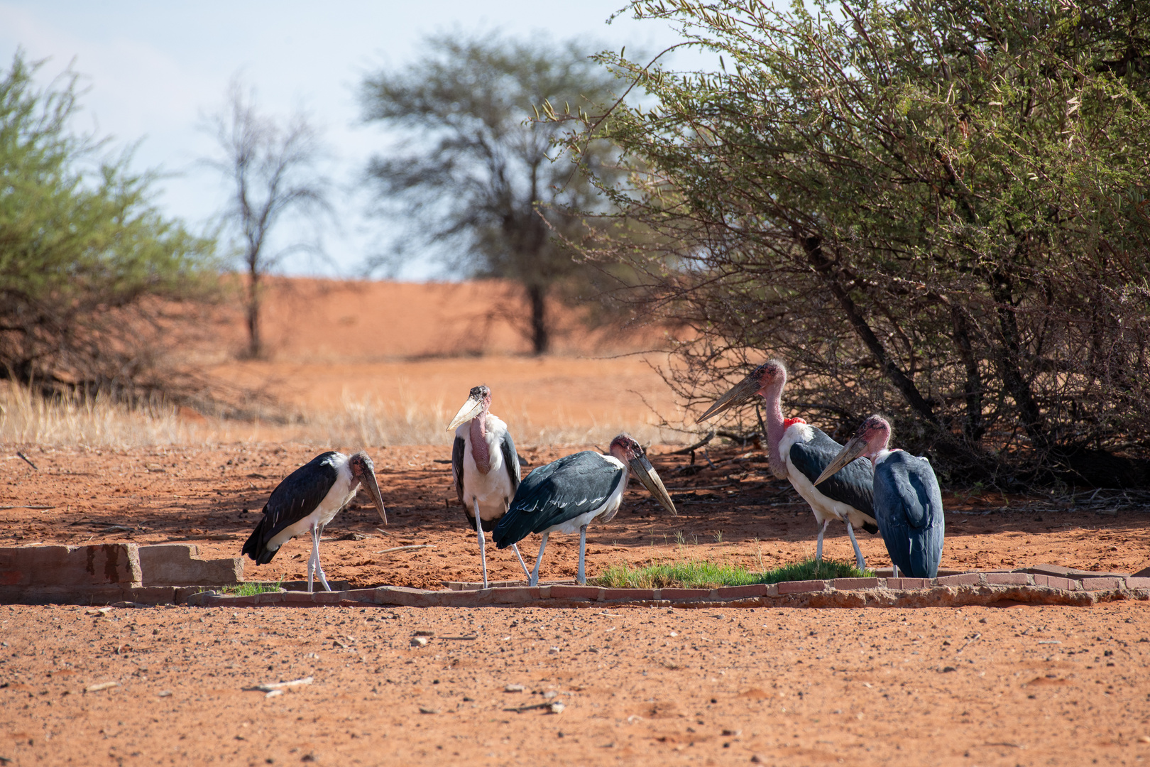 Kalahari, Namibia