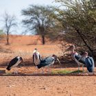 Kalahari, Namibia