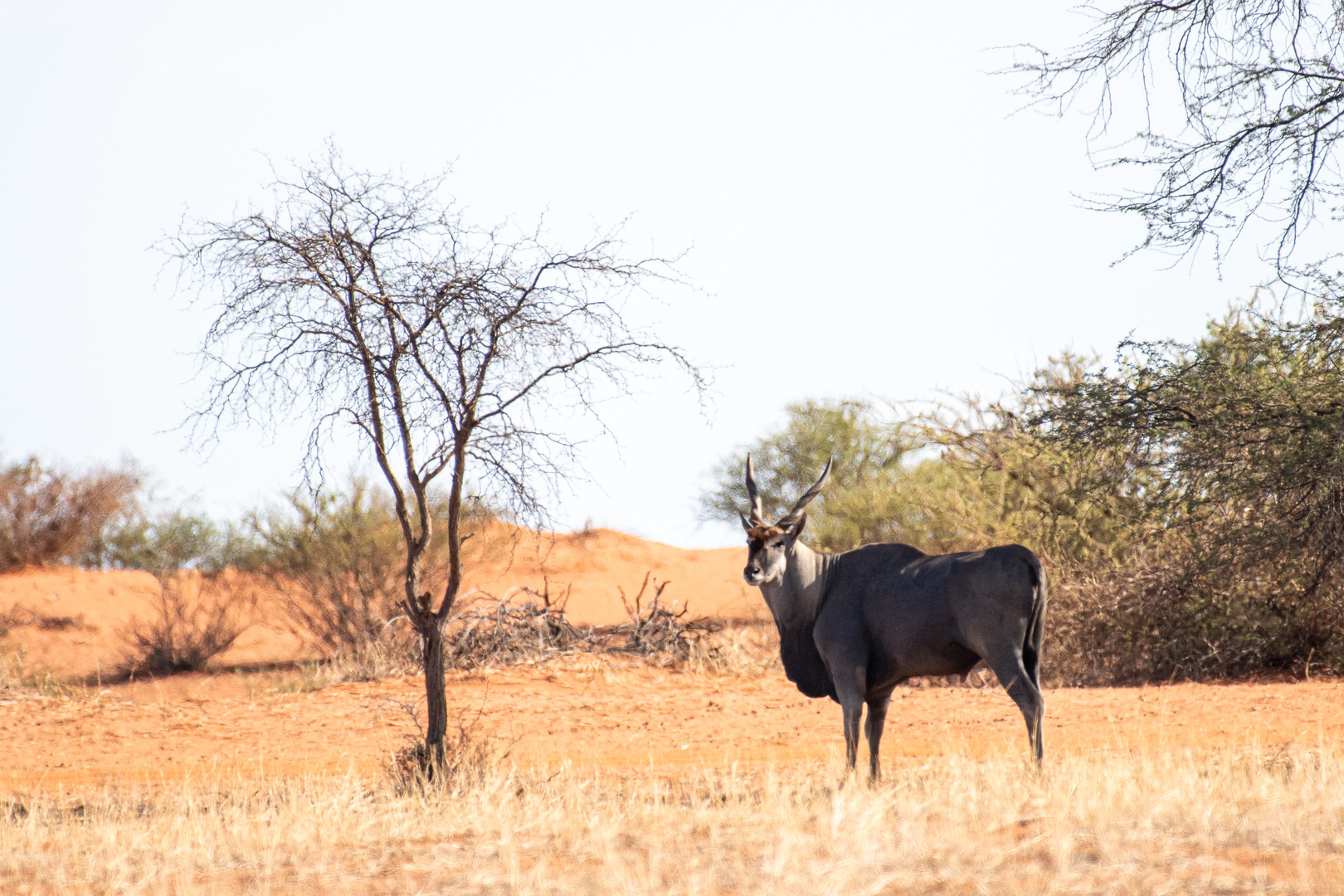 Kalahari, Namibia