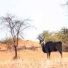 Kalahari, Namibia