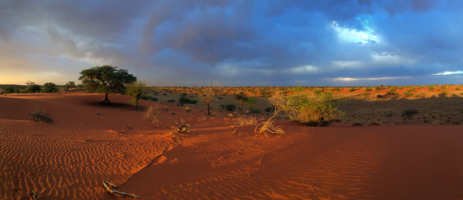 Kalahari / Namibia