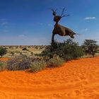 Kalahari Panorama