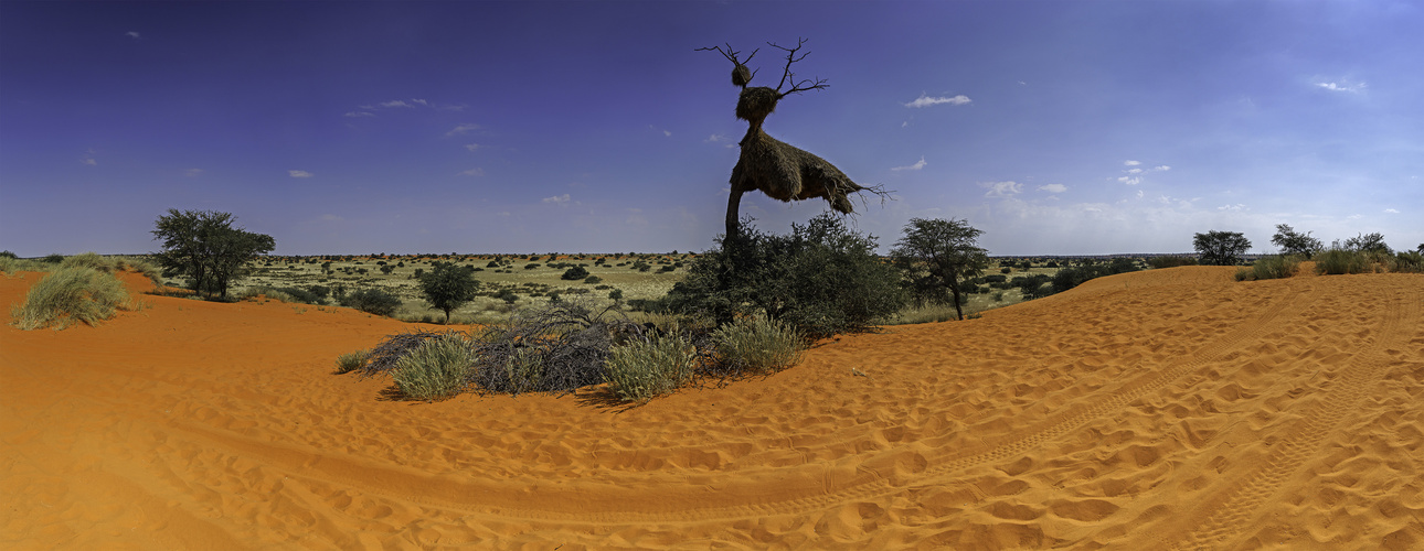 Kalahari Panorama