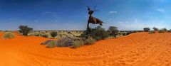 Kalahari Panorama