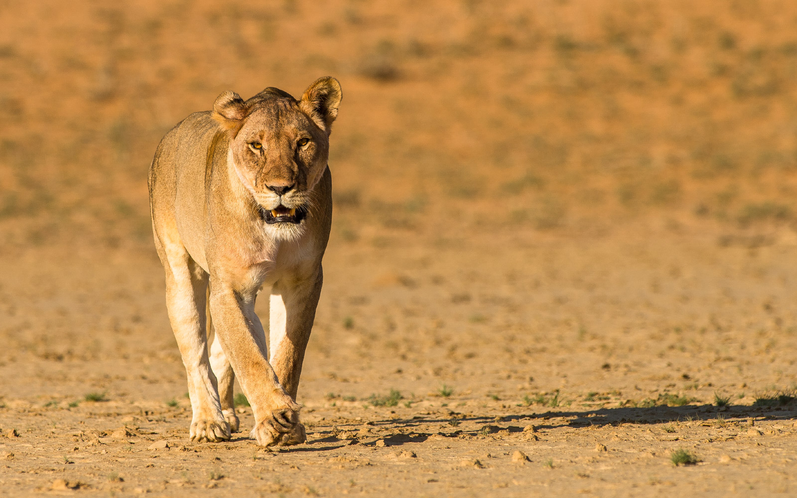 Kalahari Queen