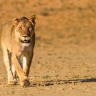 Kalahari Queen